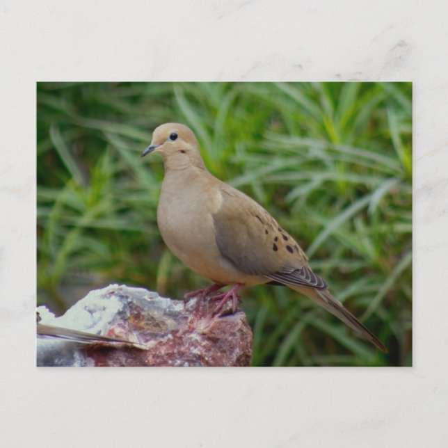 Mourning Dove on Chalcedony filled Rock Postcard (Front)