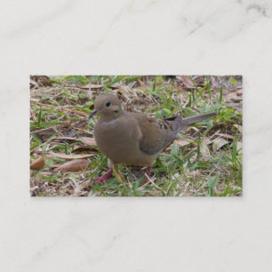Mourning Dove or Turtle Dove on the Ground Business Card