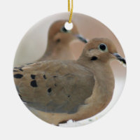 Mourning dove photo