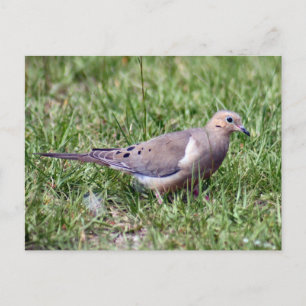 Mourning Dove Photo Postcard