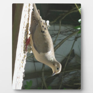 Mourning Dove Plaque