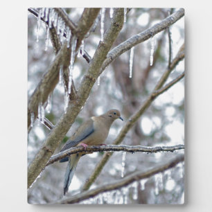 Mourning Dove Plaque