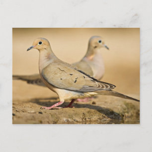 Mourning Dove Postcard