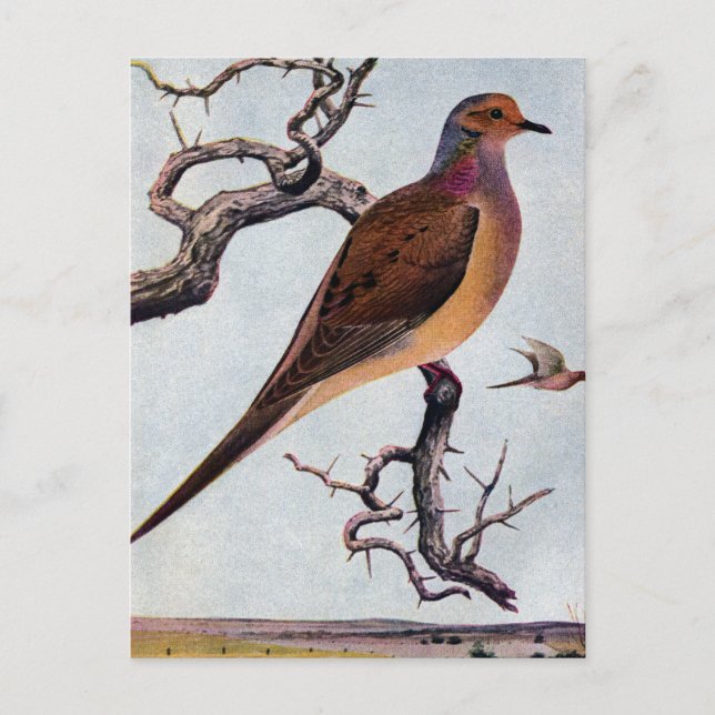 Mourning Dove Postcard (Front)