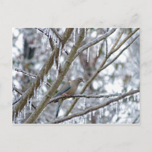 Mourning Dove Postcard