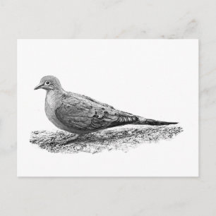 Mourning Dove Postcard