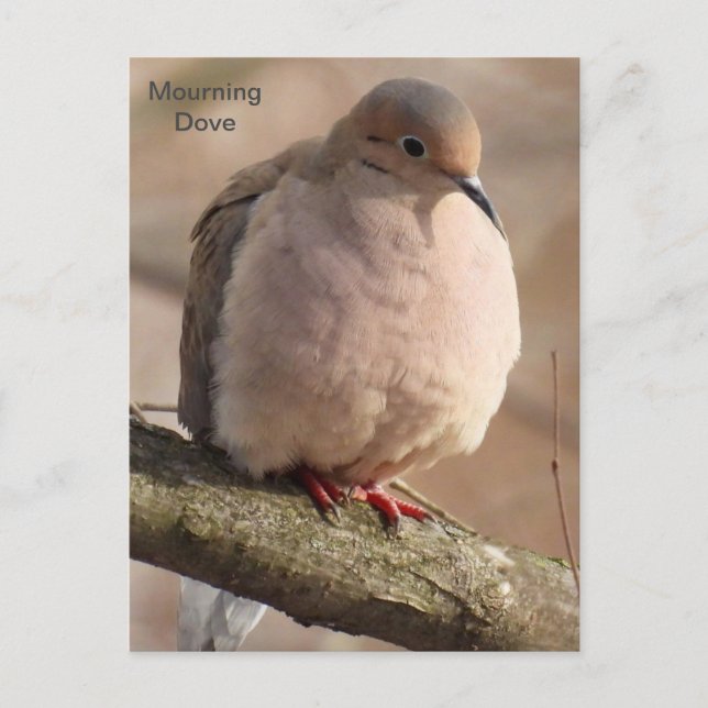 Mourning Dove Postcard (Front)