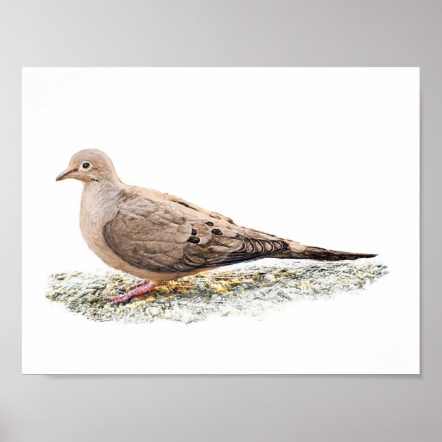 Mourning Dove Poster (Front)