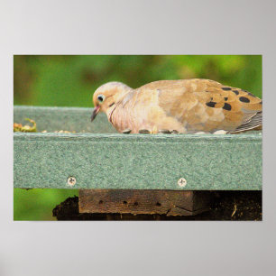 Mourning Dove Poster