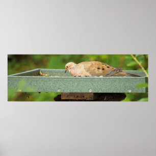 Mourning Dove Poster