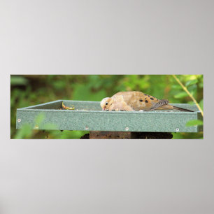 Mourning Dove Poster