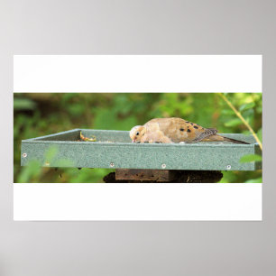 Mourning Dove Poster