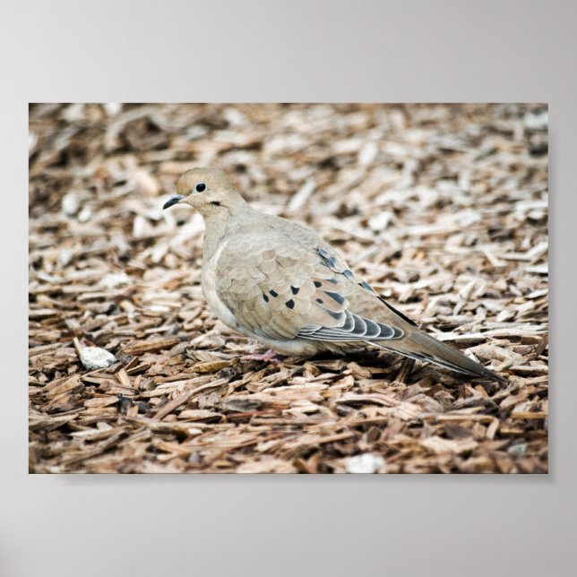 Mourning Dove Print (Front)