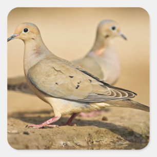 Mourning Dove Square Sticker