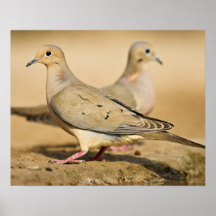 Mourning Dove (Zenaida macroura) adults on Poster