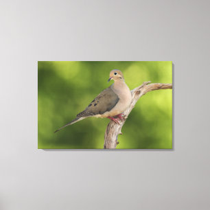 Mourning Dove, Zenaida macroura Canvas Print