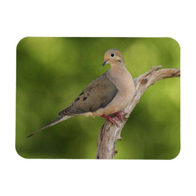 Mourning Dove, Zenaida macroura Magnet (Horizontal)