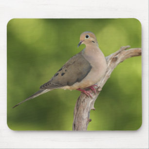 Mourning Dove, Zenaida macroura Mouse Pad