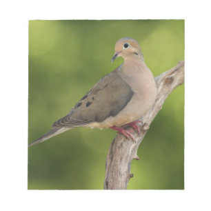 Mourning Dove, Zenaida macroura Notepad