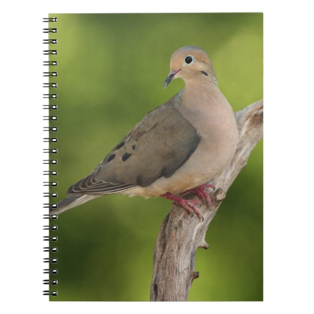 Mourning Dove, Zenaida macroura Spiral Notebook (Front)