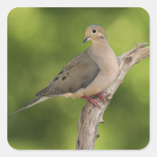 Mourning Dove, Zenaida macroura Square Sticker