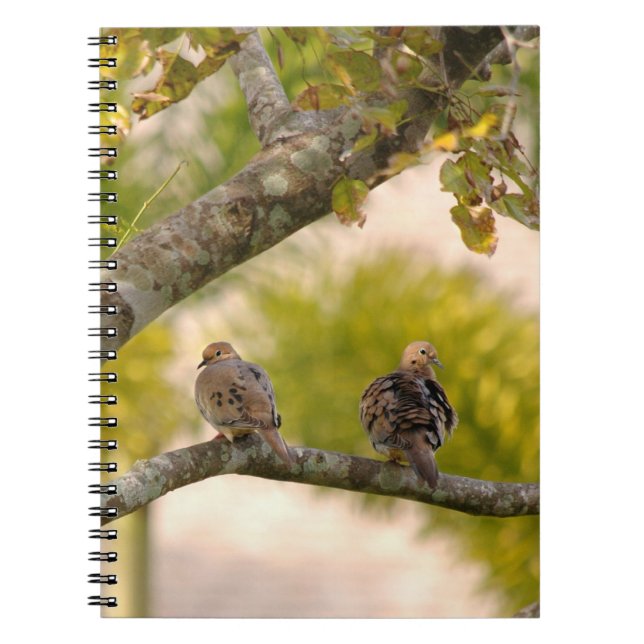 Mourning Doves Birds Notebook (Front)