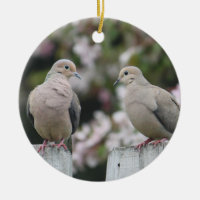 Mourning Doves Photo