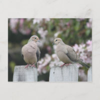 Mourning Doves Photo