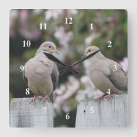 Mourning Doves Photo