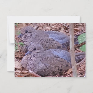 Mourning Doves Postcard