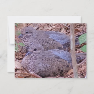 Mourning Doves Postcard