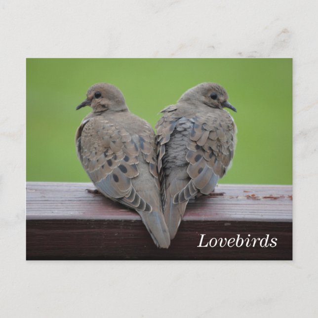Mourning Doves Postcard (Front)