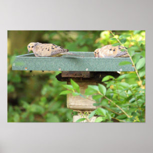 Mourning Doves Poster