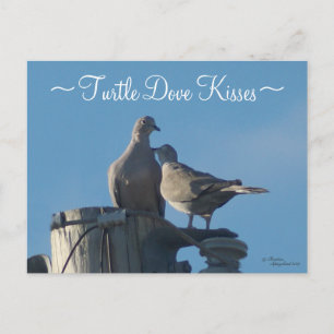 Mourning Turtle Doves Postcard