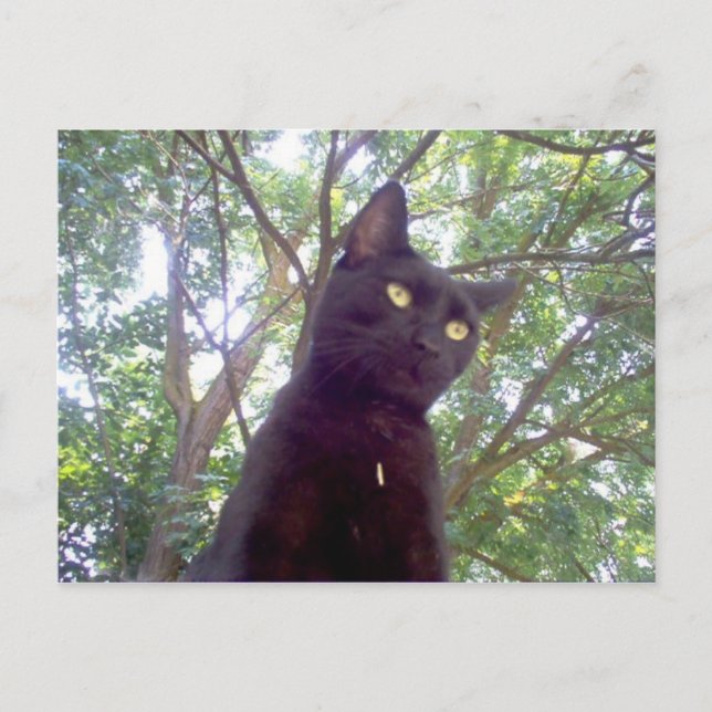 Mouschi Postcard (Front)