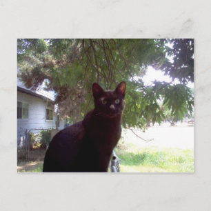 Mouschi Postcard