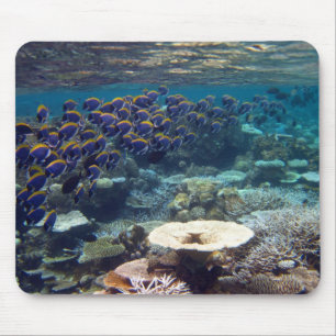 Mouse Mat - Powder Blue Surgeon Fish