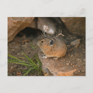 mouse mouse postcard