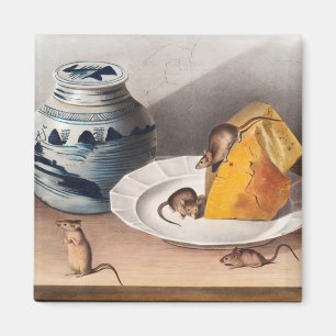 Mouse (Mus-musculus) Illustration Magnet