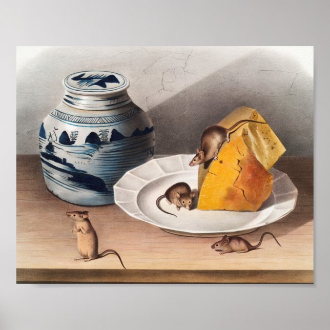 Mouse (Mus-musculus) Illustration Poster (Front)