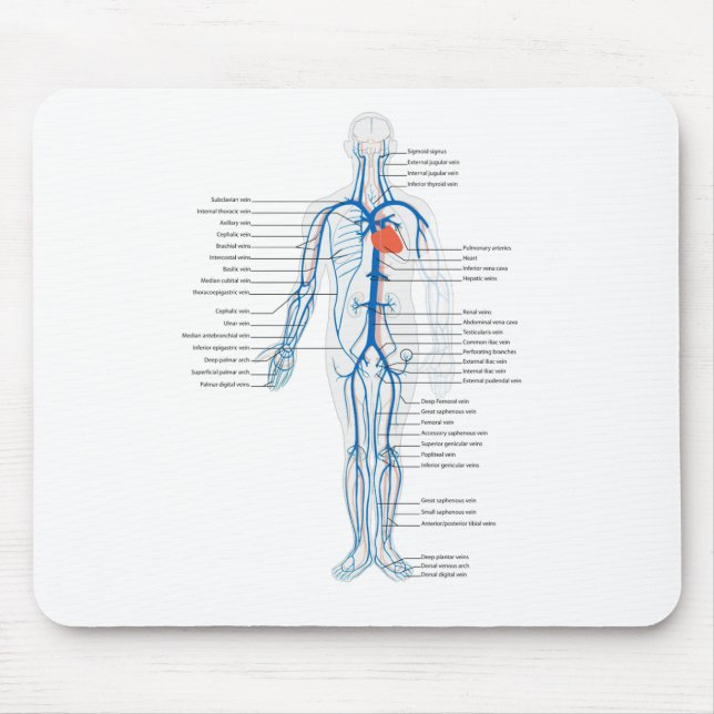 Mouse Pad Arterial System Veins Human Circulatory (Front)