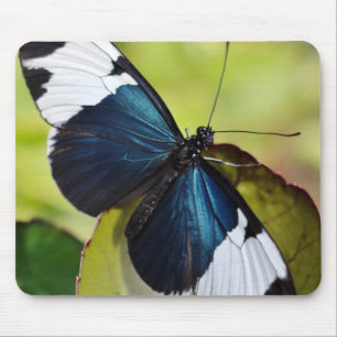 Mouse Pad/Blue Longwing Butterfly Pad
