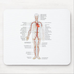 Mouse Pad Human Circulatory System of Arteries