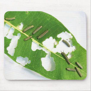 Mouse Pad Hungry Monarch Caterpillars
