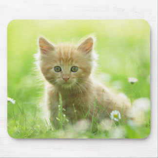 Mouse Pad-Kitten Pad