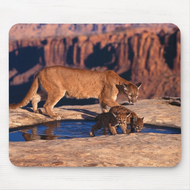 Mouse Pad-Mountain Lion & Cubs Pad (Front)