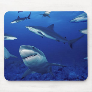 Mouse Pad-Sharks Pad
