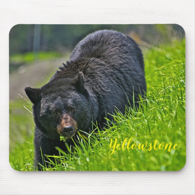 Mouse Pad-Yellowstone Black Bear Mouse Pad (Front)