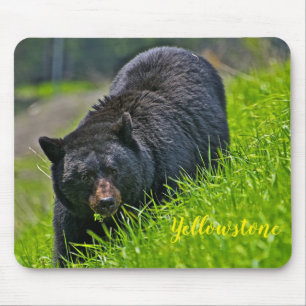 Mouse Pad-Yellowstone Black Bear Pad