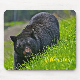 Mouse Pad-Yellowstone Black Bear Pad